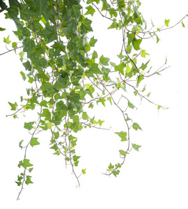 家里常春藤缠绕图片-家里常春藤缠绕素材-家里常春藤缠绕插画-摄图新