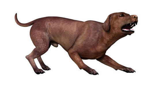 哺乳动物 动物 繁殖 巧克力 朋友 宠物 三维渲染 犬科动物