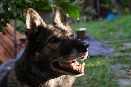 毛皮 危险的 犬科动物 森林 野生动物 捕食者 眼睛 哺乳动物