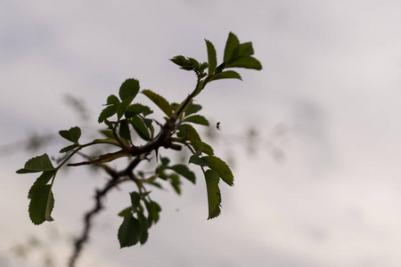 花园 射击 分支 自然 春天 生长 植物 季节 天空 夏天