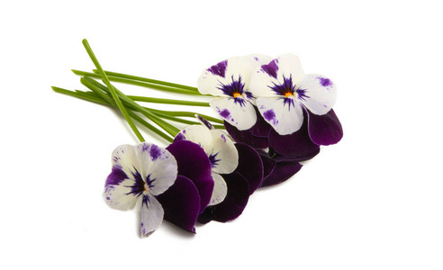 pansies isolated 