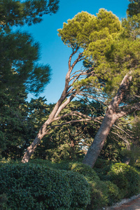 天空 美丽的 植物 乡村 自然 春天 风景 全景图 全景