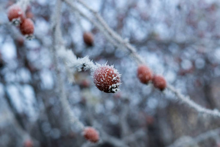 晶体 美丽的 美女 圣诞节 冻结 雪花 森林 寒冷的 冷冰冰的