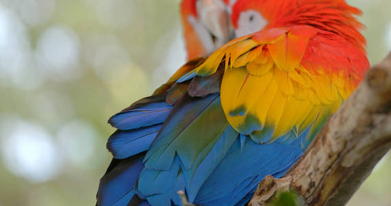 阿拉 羽毛 可爱的 鸟类 野生动物 丛林 美丽的 金刚鹦鹉