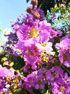 植物区系 紫色 花瓣 春天 盛开 紫罗兰 美女 镜下 自然