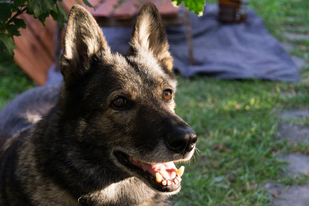 哺乳动物 繁殖 森林 肖像 动物 犬科动物 宠物 野生动物