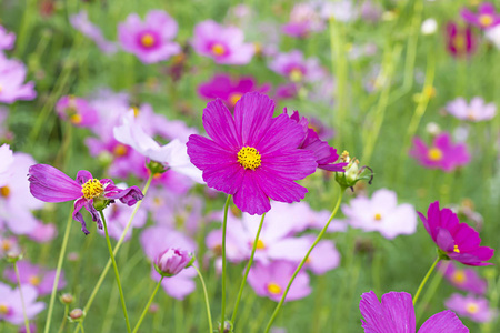 五彩缤纷的宇宙花坛，新旧花香交相辉映。