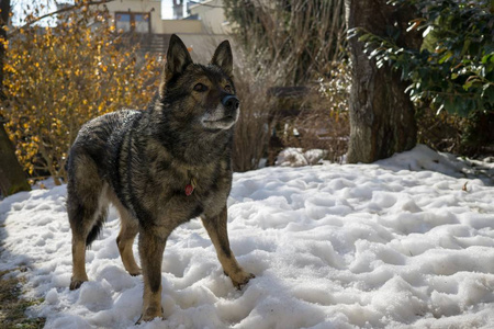 血统 古老的 小狗 犬科动物 纯种 哺乳动物 动物 成人