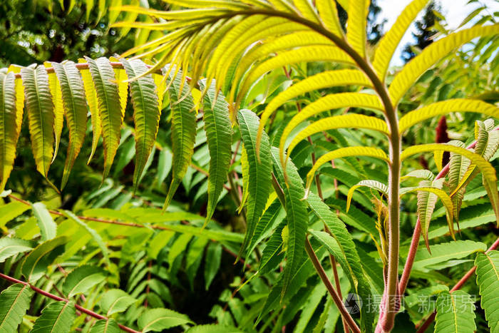 天然绿色幼嫩鸵鸟蕨类或羽毛球蕨类植物叶子