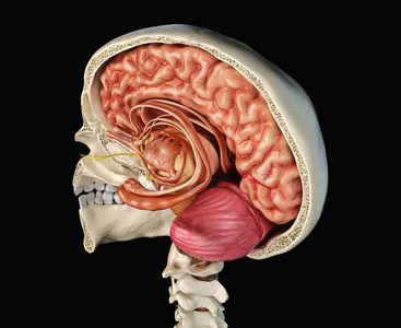 中脑 小脑 骨架 头盖骨 大脑 三维 致使 颅骨 眼睛 艺术