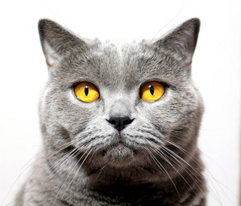 最喜欢的 哺乳动物 肖像 面对 说谎 动物 漂亮的 猫科动物