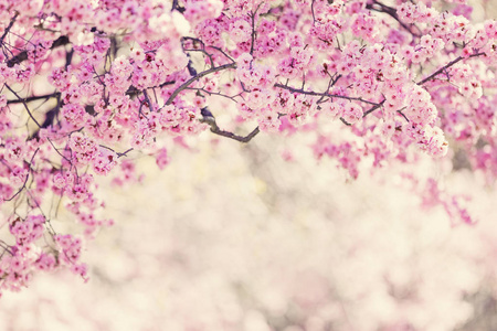 花的 春天 花园 季节 美女 自然 樱桃 植物区系 粉红色