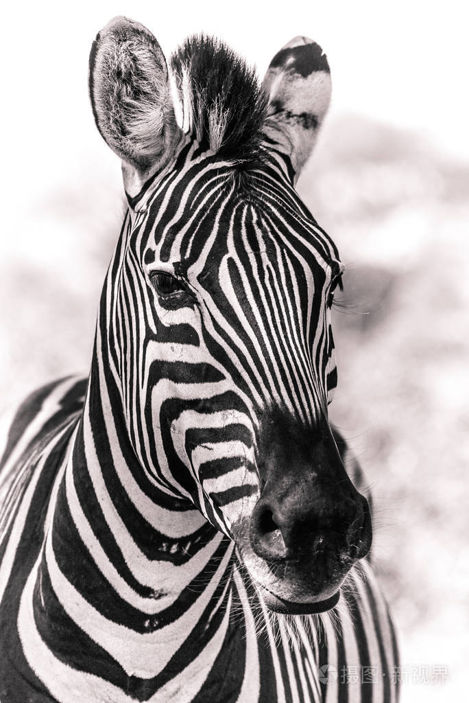 非洲荒野中的黑白斑马