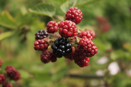 水果 甜的 花园 黑莓水果 黑莓 自然 植物 浆果 食物