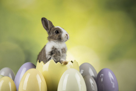 啮齿动物 特写镜头 野兔 动物 复制空间 春天 复活节 软的