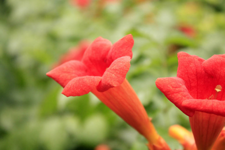 盛开 美丽的 春天 夏天 开花 宿根花 花园 植物区系 花的