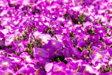 花园 特写镜头 开花 春天 盛开 园艺 花瓣 紫罗兰 草本植物