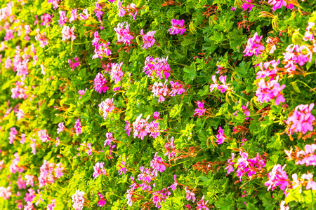 花园 植物 春天 美女 领域 粉红色 盛开 树叶 花瓣 公园