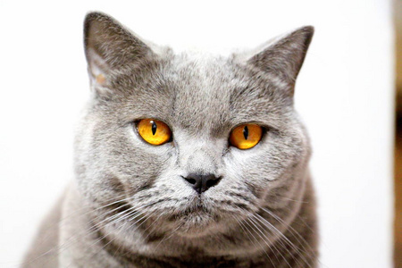 哺乳动物 基蒂 眼睛 漂亮的 特写镜头 折叠 可爱极了 猫科动物