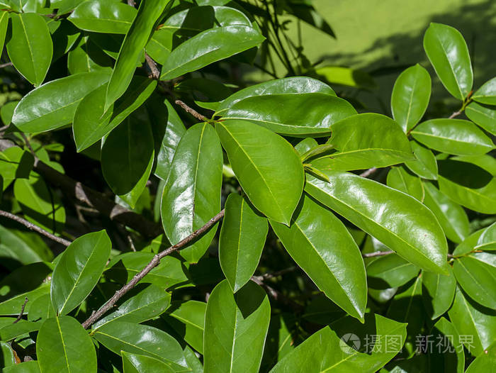 酸果树的叶子或多刺的奶油冻苹果