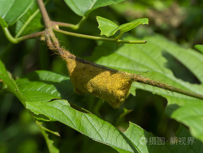 树枝上的黄色蛹