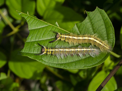 小鸭子吃虫子虫子在吃树叶.照片