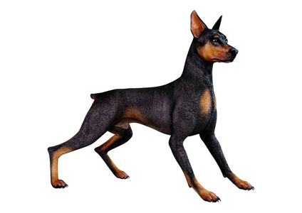 杜宾犬 插图 动物 宠物 警卫 三维 犬科动物 朋友 繁殖