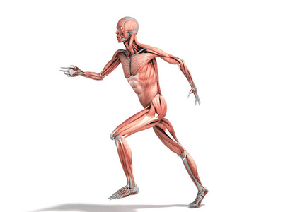 人体肌肉系统的医学精确演示