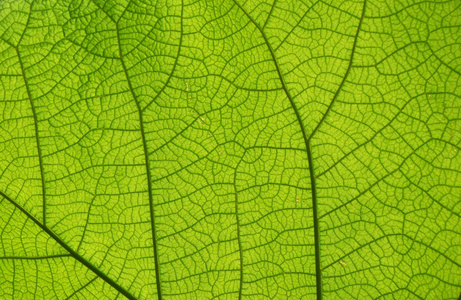植物学 纹理 春天 颜色 肋骨 自然 细胞 背光 静脉 植物