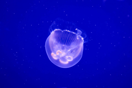 深的 游泳 野生动物 水下 绘画 海的 乌龟 生活 生物