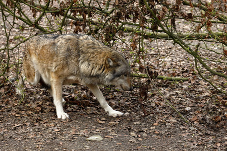 毛皮 动物 食肉动物 犬科动物 捕食者 包装 森林 鲁德尔