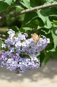 美丽的 花瓣 分支 植物学 盛开 花园 美女 紫色 浪漫的
