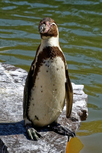 企鹅 动物 野生动物 鸟类学 自然 肖像
