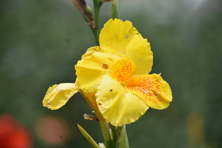 室外花园里的一朵黄花图片