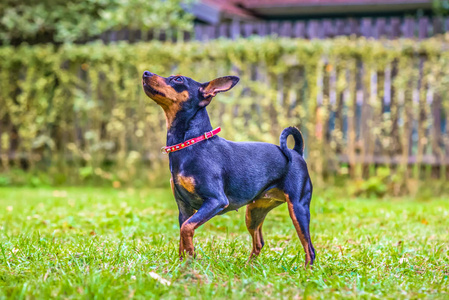 动物 宠物 外部 可爱极了 小狗 甜的 犬科动物 哺乳动物