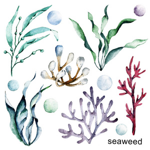 海藻 纸张 水彩 颜色 完美 明信片 绘画 创造力 水下
