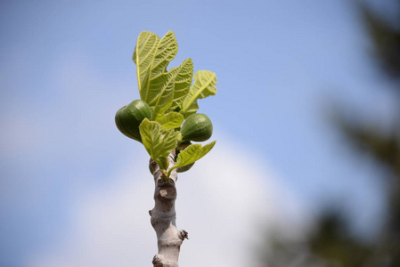 花园 生活 自然 农业 植物学 西班牙 无花果 环境 天空