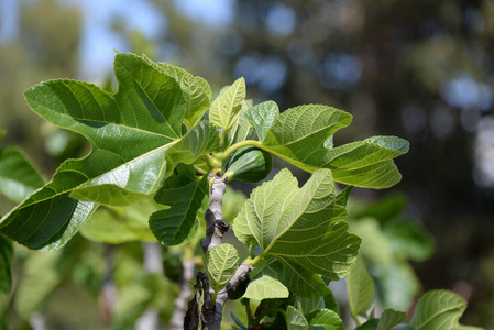 植物区系 农业 西班牙 夏天 春天 花园 季节 特写镜头