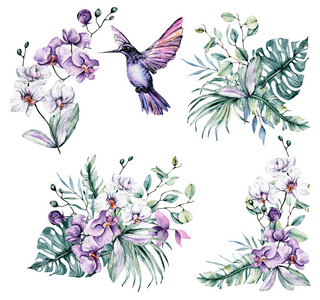 美丽的 蜂鸟 素描 绘画 水彩 创造力 树叶 花的 艺术