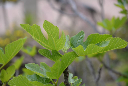 植物学 春天 森林 自然 夏天 季节 特写镜头 生长 分支