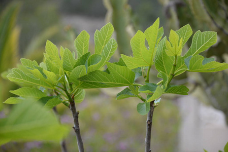 夏天 花园 植物区系 森林 季节 植物学 无花果 生长 特写镜头