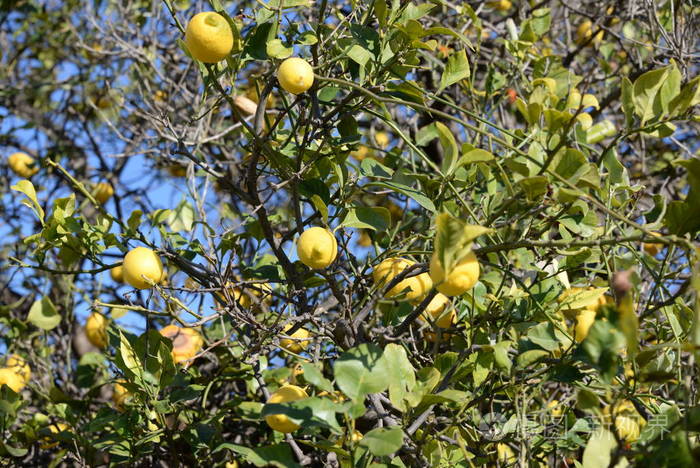 水果 树叶 西班牙 酸的 柠檬
