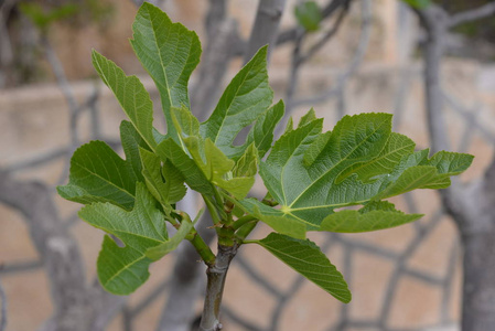 季节 夏天 无花果 植物 自然 花园 植物区系 颜色 特写镜头