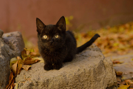 眼睛 基蒂 猫科动物 小猫 宠物 美丽的 肖像 可爱的 哺乳动物