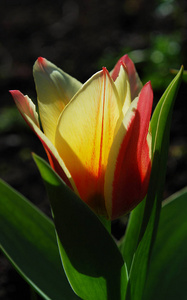 郁金香 美丽的 自然 春天 植物区系 植物 花瓣 树叶