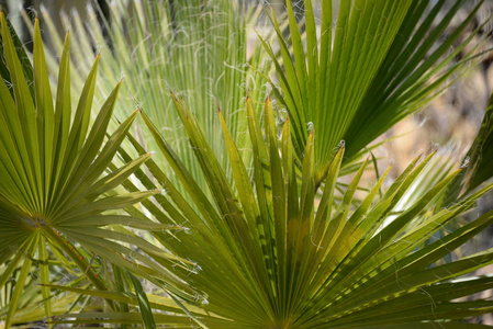 西班牙 棕榈 分支 植物学 森林 自然 美丽的 夏天 郁郁葱葱