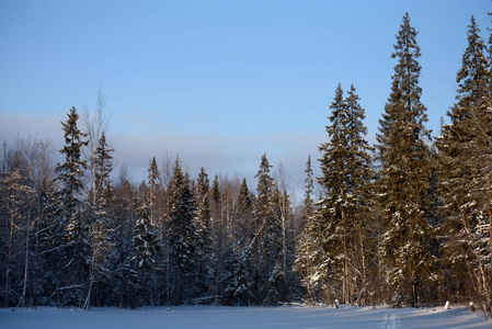 在泰加的冬天图片