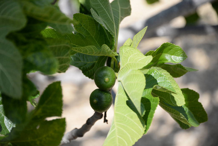 生长 自然 植物 成长 无花果 食物 夏天 水果 农场 农业