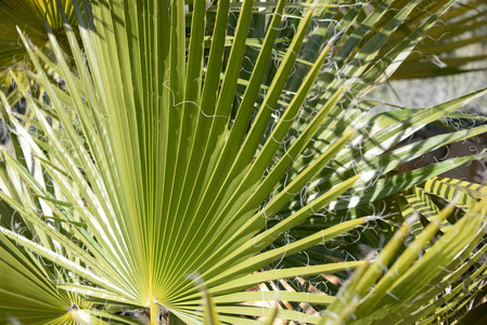 树叶 旅行 植物区系 特写镜头 自然 夏天 颜色 花园 植物