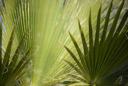 环境 颜色 植物区系 花园 树叶 西班牙 森林 纹理 植物学